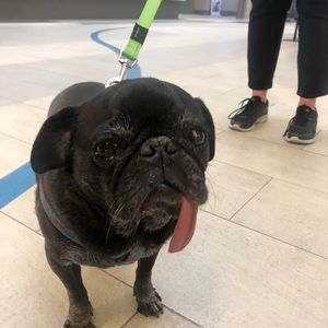 Meet your Posher, Alex